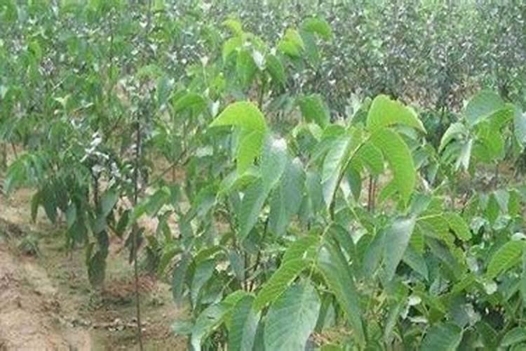 核桃树需要哪些肥料