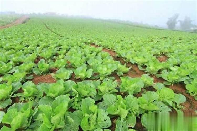 白菜烂心怎么回事白菜烂心用什么药