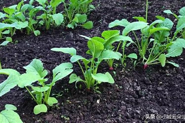 白菜移栽后如何快速缓苗