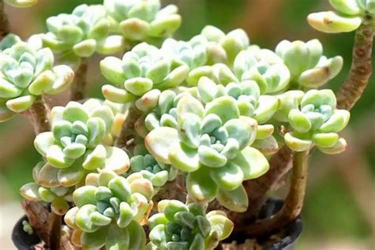 多肉生根粉可以拌土吗 正确使用方法有哪些