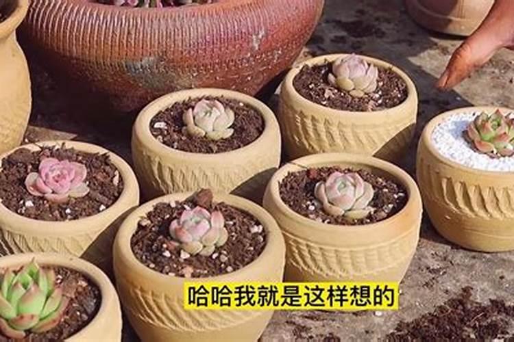 生根粉能摧多肉生根吗？