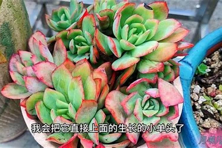 多肉植物生根粉应该拌土还是泡水用？
