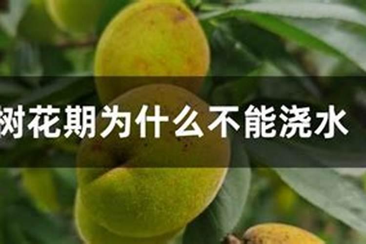 大豆盛花期可以喷磷酸二氢钾吗