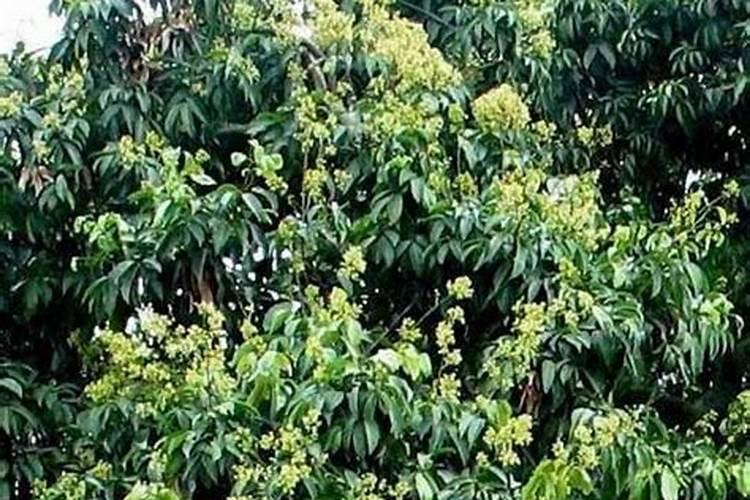 开花期间施什么肥好 开花期间需要施肥吗
