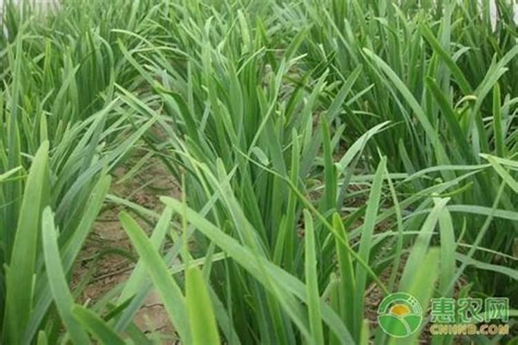 种韭菜用什么肥料最好