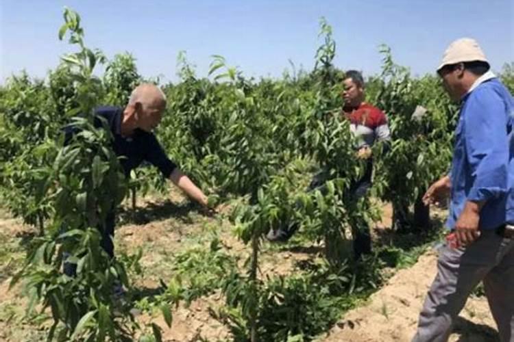 苹果树打什么药