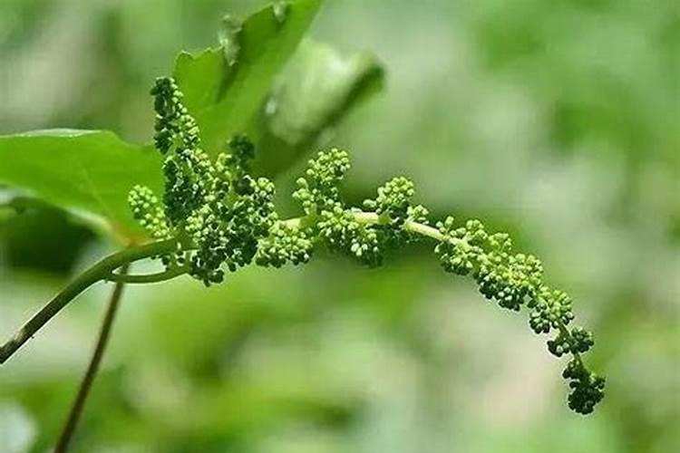 葡萄树开花后能拉长吗？