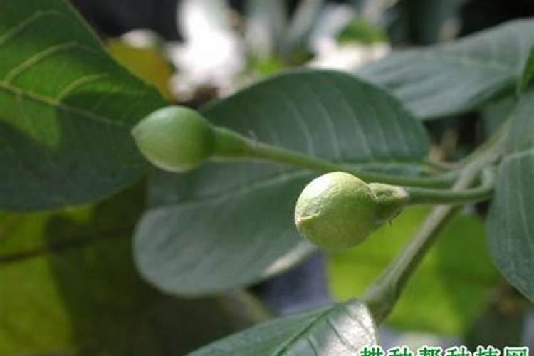 月季小苗叶片不绿发黄甚至发白是怎么了？