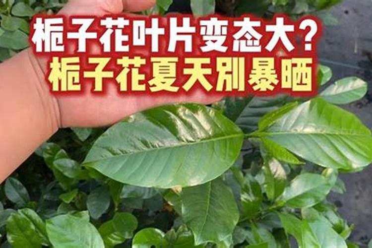 夏季怎么养栀子花避免黄叶