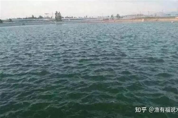 玉米一生中最重要的一次叶面肥,你知道啥时候打吗？