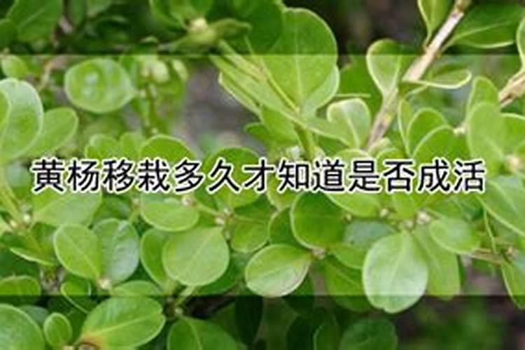 怎样给瓜子黄杨施肥
