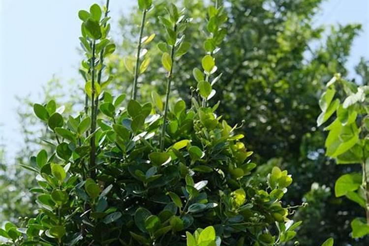 大叶黄杨的施肥与管理方法