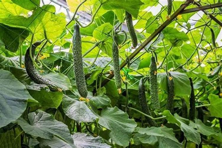 大棚黄瓜应该怎么合理施肥？施肥过程中要注意什么？