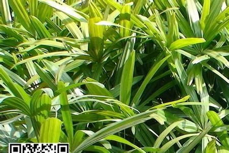 我家种的油菜不知道得了什么病老是死叶子,请问用什么药物治疗？求大神帮...
