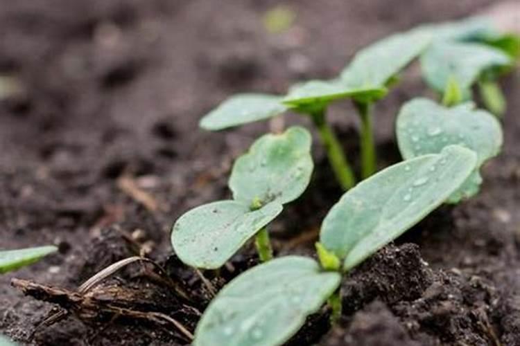 大棚黄瓜应该怎么合理施肥？施肥过程中要注意什么？