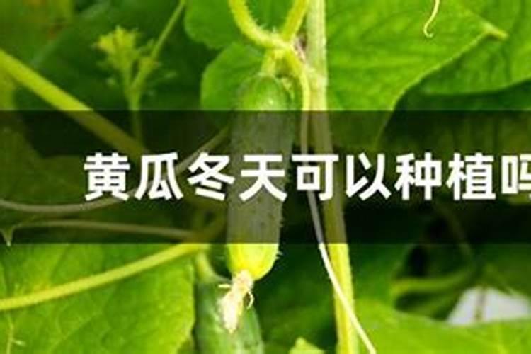 黄瓜种植的注意事项