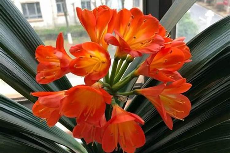 君子兰不开花,需要用什么肥料？