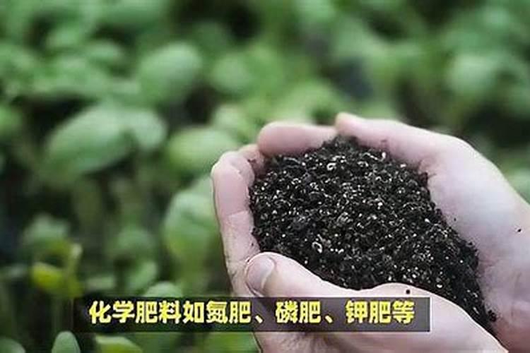 种菜怎么施肥