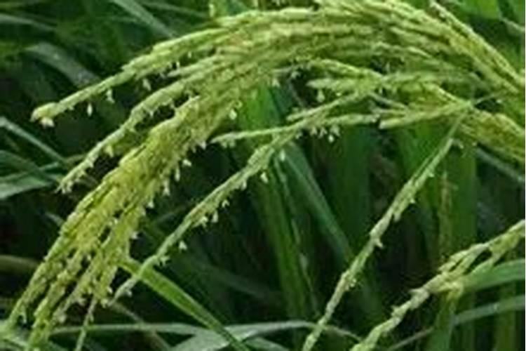 锌肥如何喷施