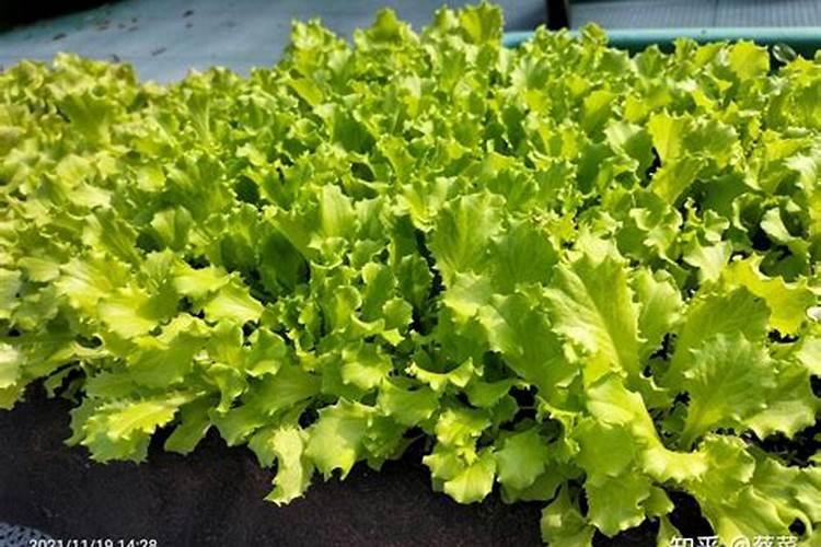 儿菜种植时间和方法