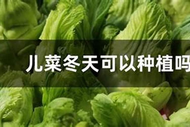 儿菜种植技术