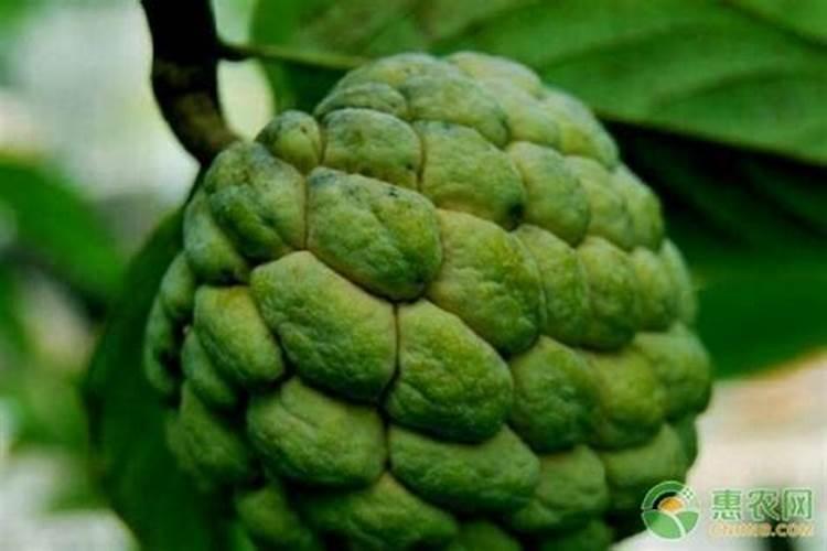 释迦果幼苗移栽可以装底肥吗