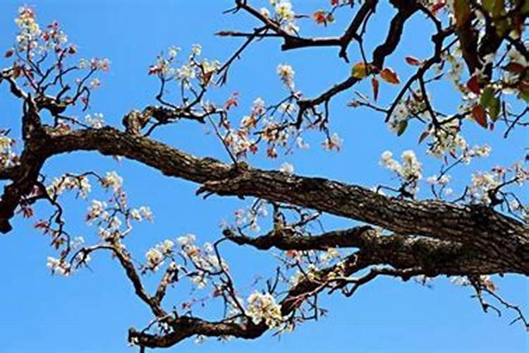 梨树什么时间施肥好,用硝胺做追肥可以吗？