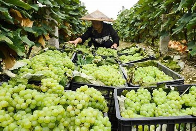 葡萄树施什么肥好