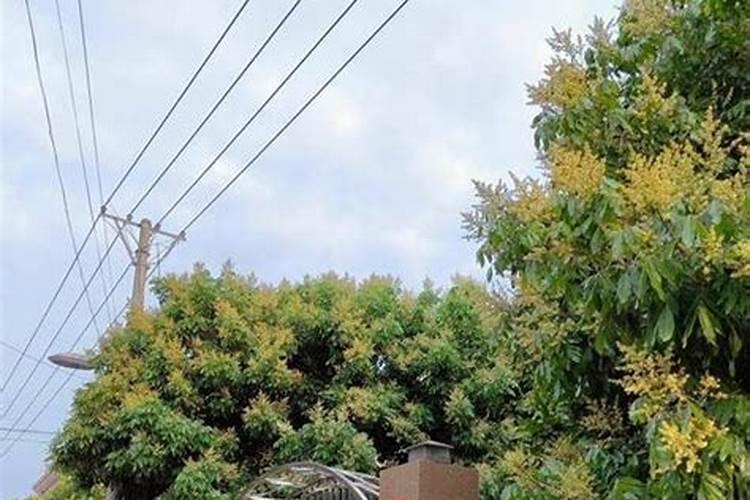 桂圆什么时候种植