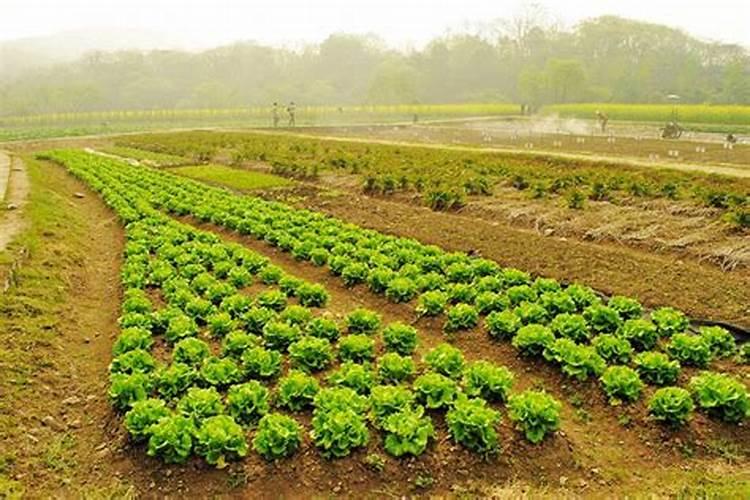 施肥是什么季节的农活