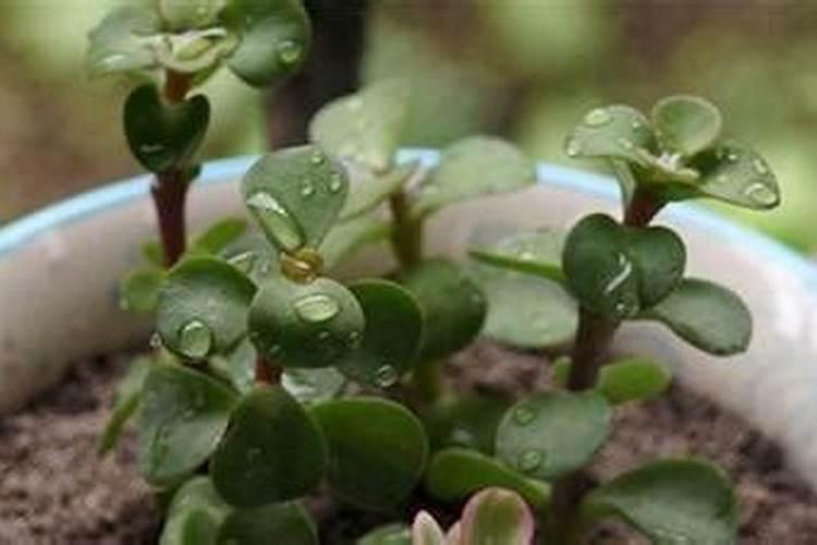 植物缺镁应该补充什么肥？说名字。