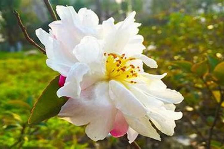 茶花土壤如何配 怎么配土呢