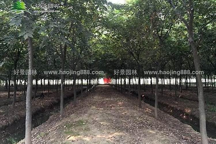 榉树怎么长得快？