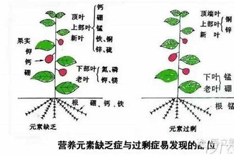 磷肥过量对植物生长的影响