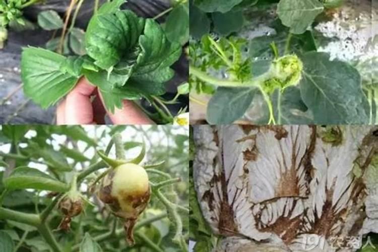 蕹菜(空心菜)叶子和芽发白,不是斑点状的,就是整张叶子都白。百度知...