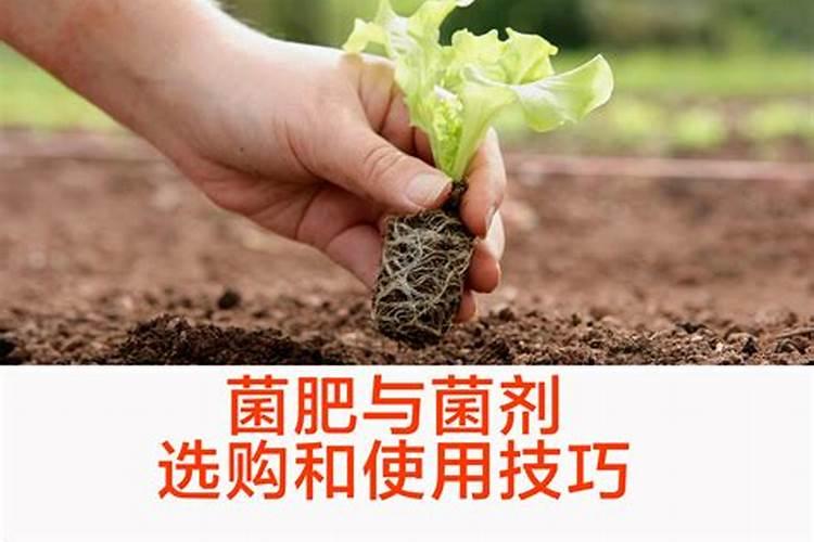 中药材用什么肥料可以生根？中药材追肥用哪种肥料？中药材生根用什么肥料...