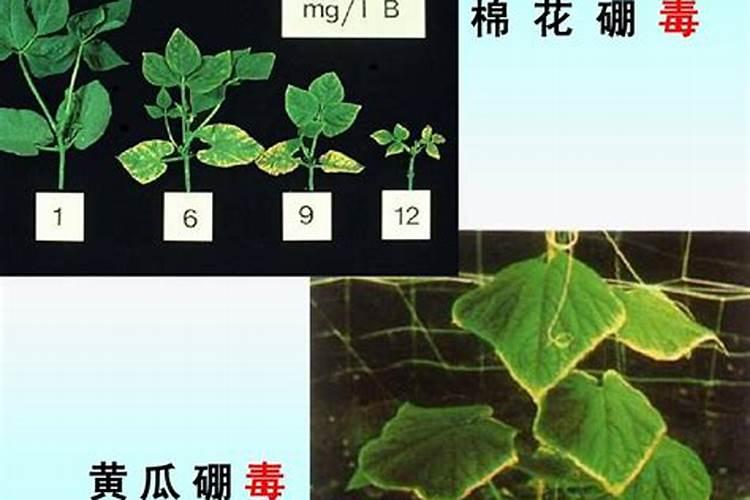 含钾高的食物有哪些
