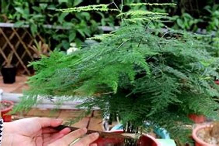 氮肥对果树的作用