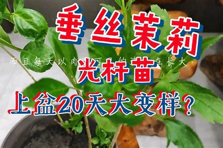 黄瓜才定植应该怎么管理啊