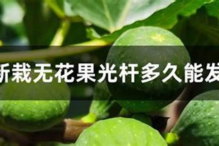 长寿花长的太高了怎么办？太高了看着不好看。