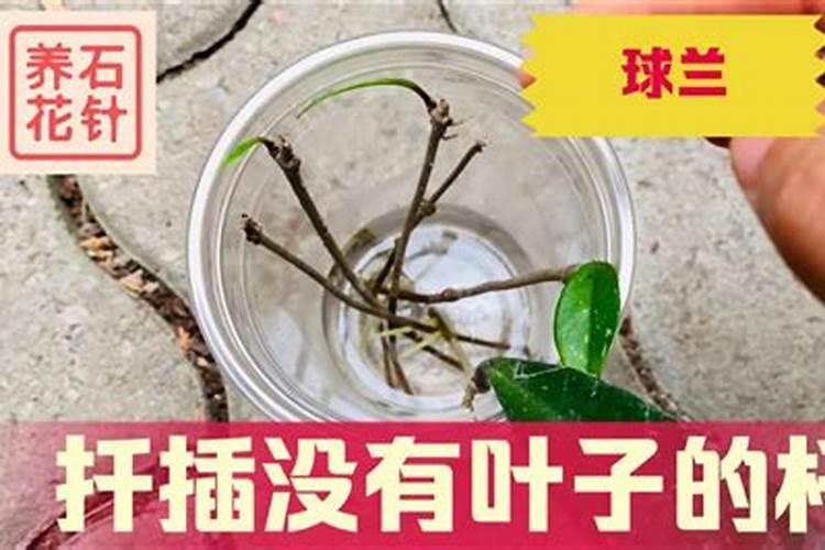 发财树根腐病和叶枯病怎么防治？