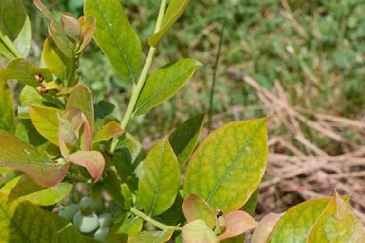 蓝莓叶子发黄干枯怎么办