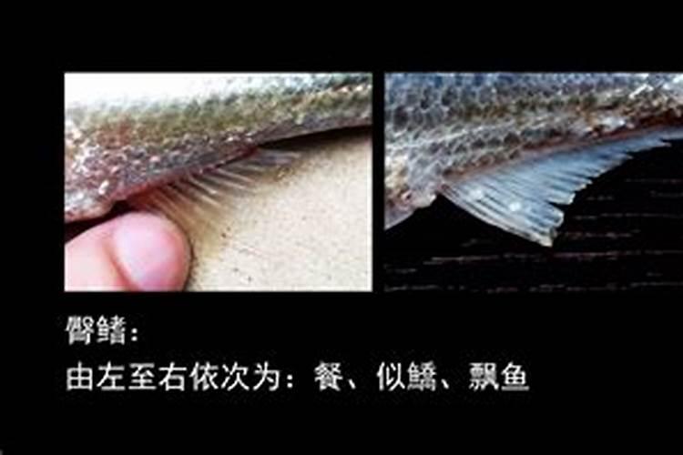 果树中微量元素啥时候补？该如何进行补？