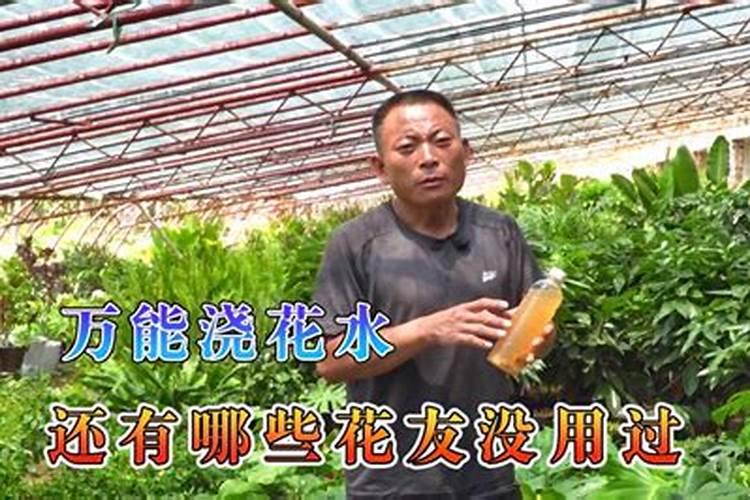 浇花的氮肥有哪些