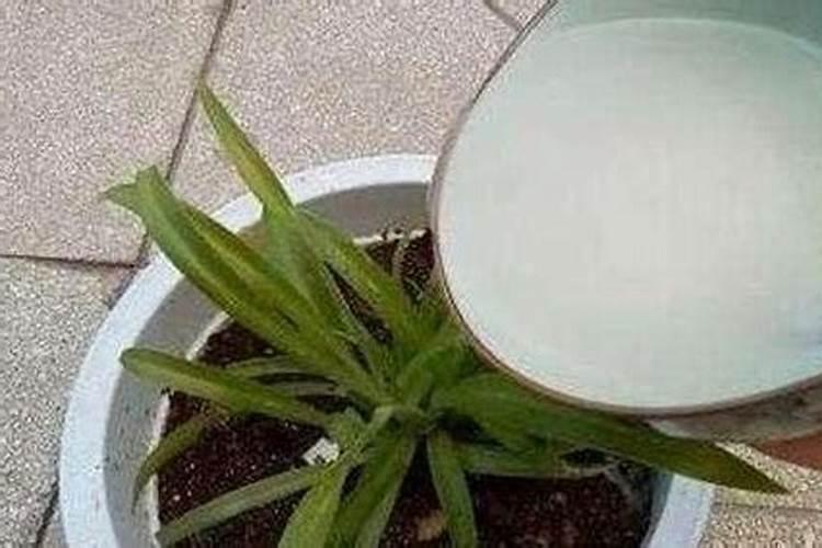尿素可以浇花吗