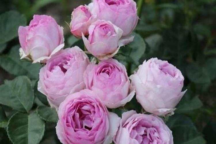 月季花怎么施肥？