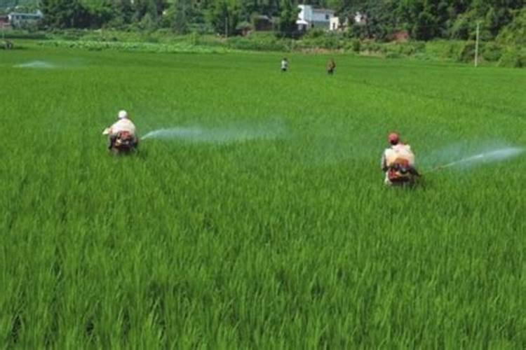 南瓜刚刚打顶可以喷叶面肥吗？