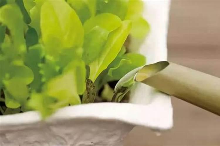 怎么理解“浇花要浇根？