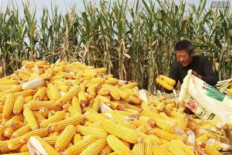 金正大控释玉米专用肥261212多少钱一吨