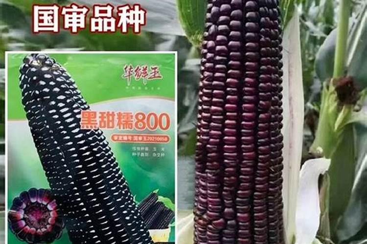 金正大控释玉米专用肥261212多少钱一吨